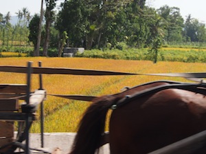 lombok-transport-lembar-to-bangsal