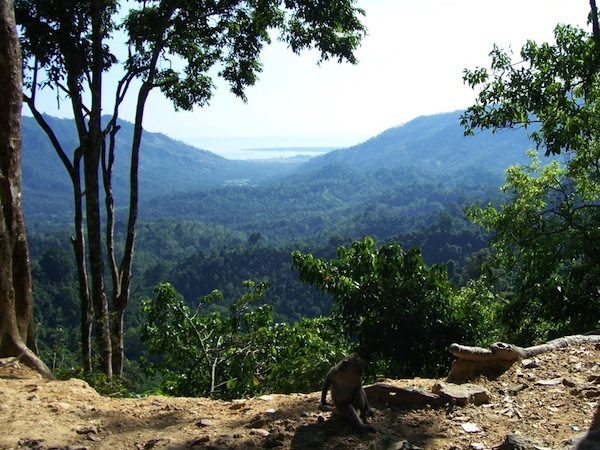 lombok monkey forest